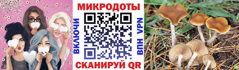 Псилоцибиновые грибы Psilocybe  Константиновск 